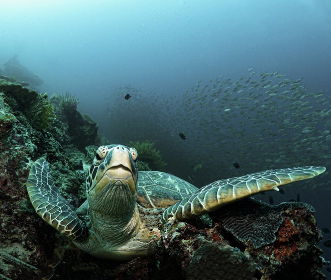 Turtle, photographer Patrik Jonson